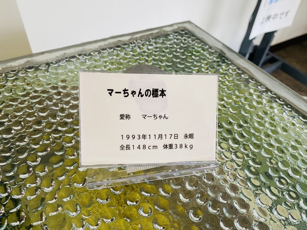 はんざきセンター　マーちゃんの標本名札