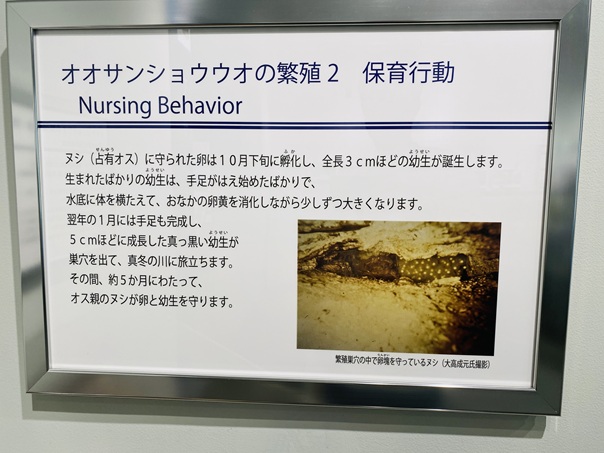 はんざきセンター　オオサンショウウオの繁殖2