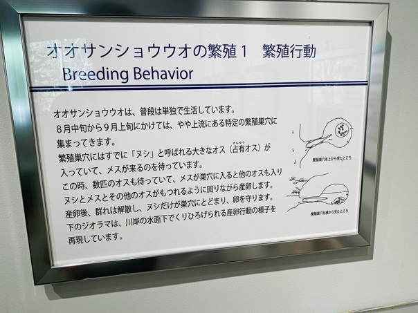 はんざきセンター　オオサンショウウオの繁殖1