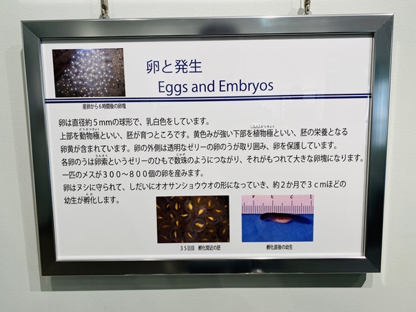 はんざきセンター　オオサンショウウオの卵と発生