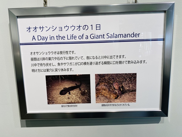 はんざきセンター　オオサンショウウオの１日