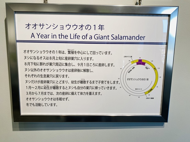 はんざきセンター　オオサンショウウオの１年