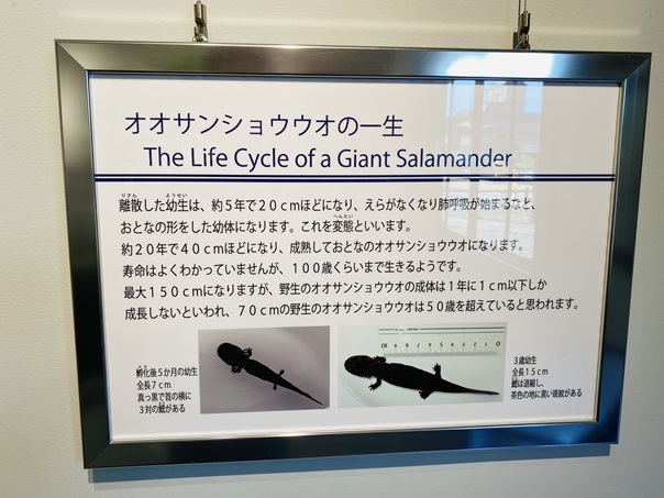 はんざきセンター　オオサンショウウオの一生