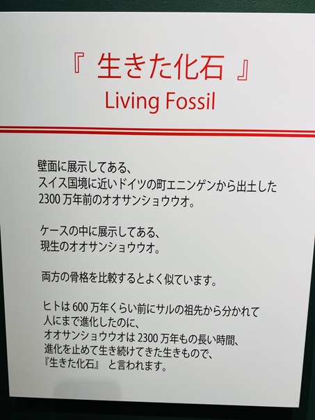 はんざきセンター　生きた化石