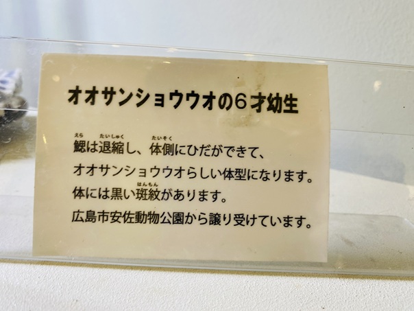 はんざきセンター　オオサンショウウオの6才幼生