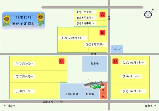 笠岡ベイファーム　ひまわり畑開花予定時期