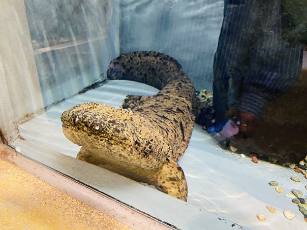 湯原温泉街　はんざきセンター　オオサンショウウオ