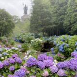 雲辺寺　紫陽花