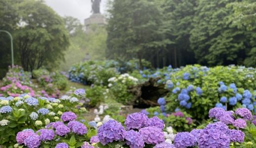 雲辺寺 ３万株のあじさいの鑑賞スポットと見頃時期 三好市