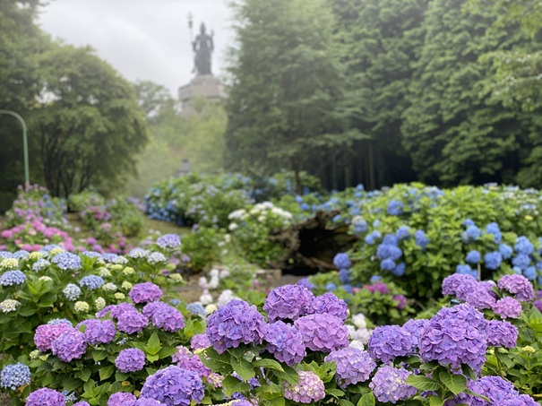 雲辺寺　紫陽花