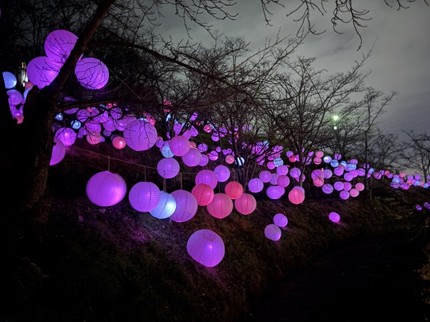 桜んたんページェント　ランタン