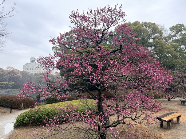 栗林公園 北梅林ピンクの梅の木