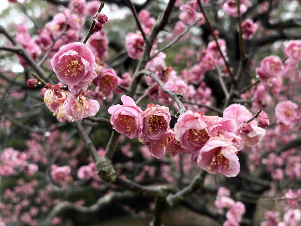 栗林公園 北梅林 ピンクの梅アップ