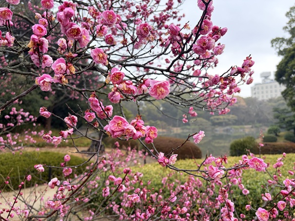 栗林公園 北梅林明るいピンクの梅