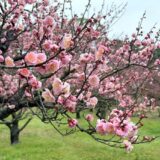 栗林公園 梅