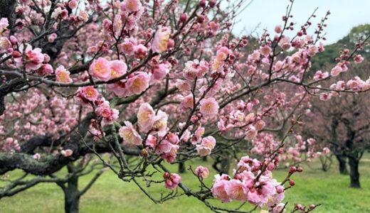 特別名勝 栗林公園 約150本の紅梅・白梅 梅まつり 花の観賞と見頃 高松市