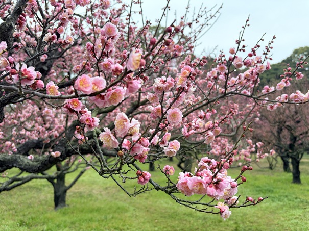 栗林公園　梅