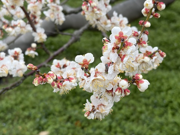 栗林公園 北梅林 白の梅