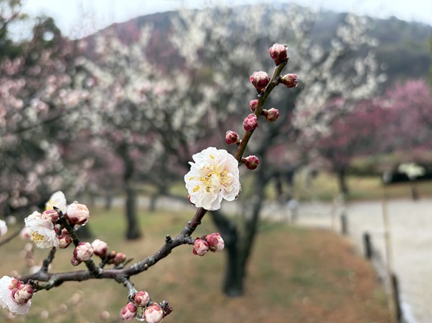 栗林公園 南梅林 白の梅