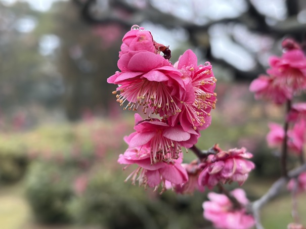 栗林公園 南梅林 濃いピンクの梅