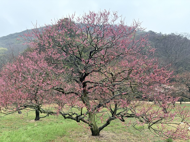 栗林公園 南梅林 紅梅