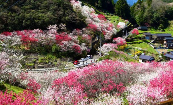 上久喜の花桃　桃源郷