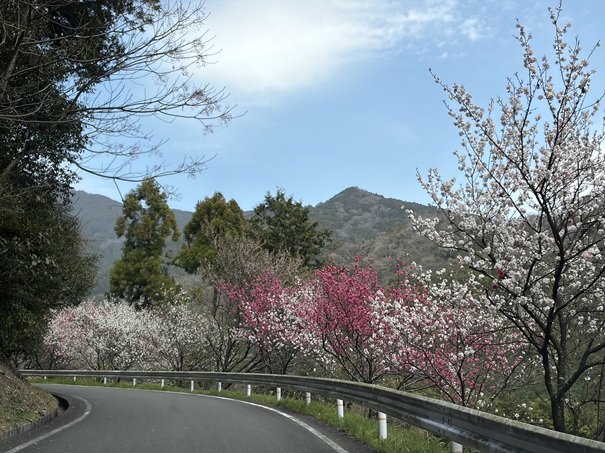 花の里公園　道路沿いの花桃