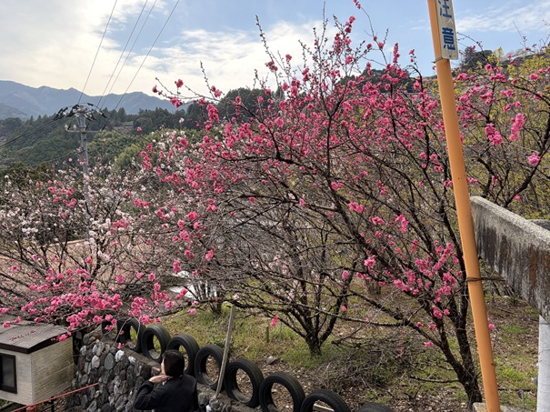 花の里公園　濃いピンクの花桃