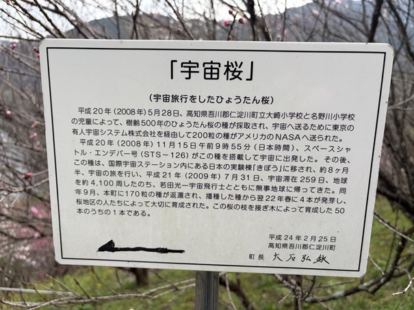 花の里公園　宇宙桜説明