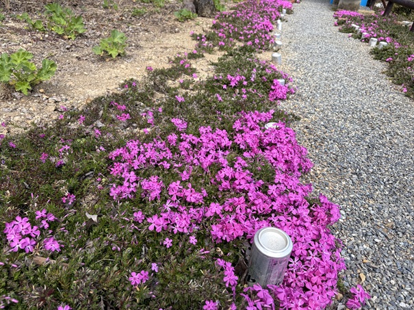 花の里公園　芝桜