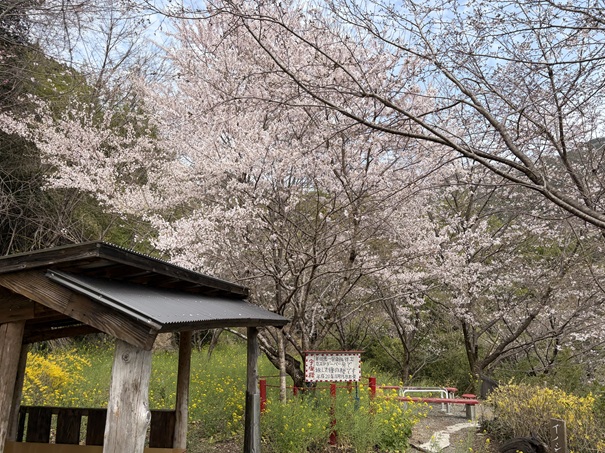 花の里公園　宇宙桜