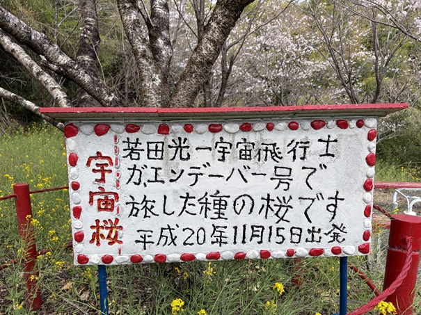 花の里公園　宇宙桜看板