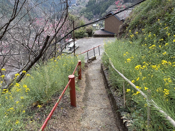 花の里公園　菜の花の道
