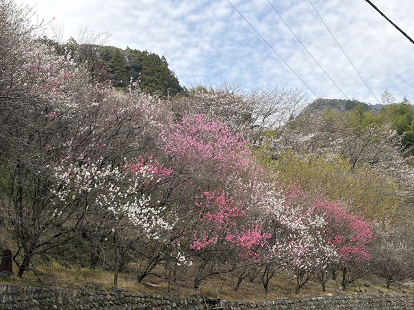 花の里公園　斜面の花桃
