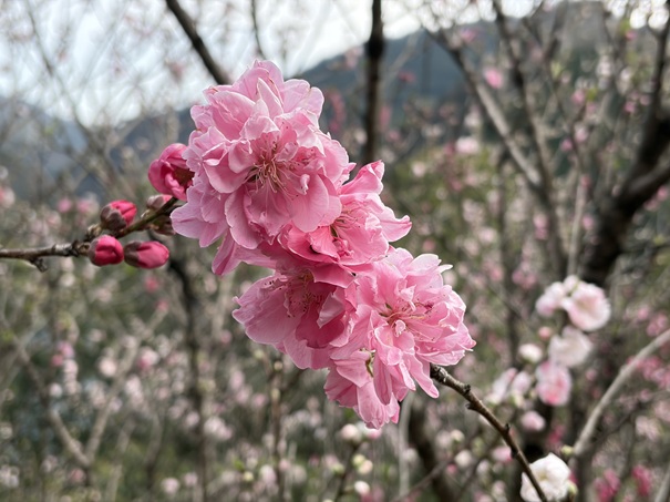 花の里公園　ピンクの花桃