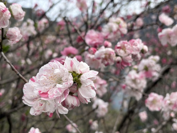 花の里公園　紅白の絞りの花桃