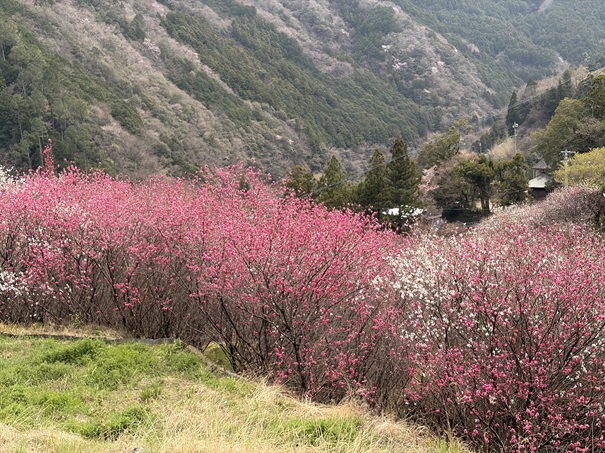 花の里公園　花桃が並ぶ
