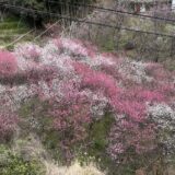 花の里公園