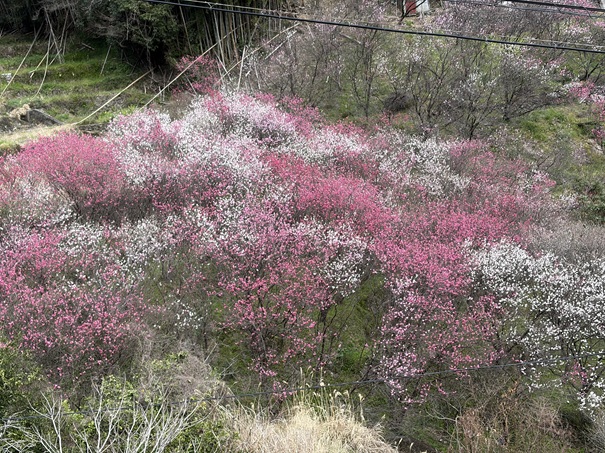花の里公園　花桃が広がる景色