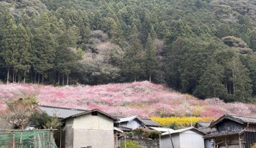 久喜の花桃 山里に広がる色鮮やかな花桃の鑑賞スポット 仁淀川町