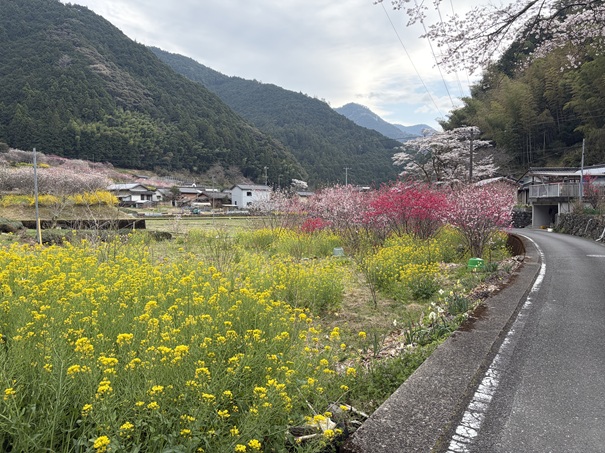 久喜の花桃　菜の花と花桃