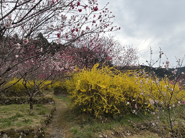 久喜の花桃　レンギョウと花桃