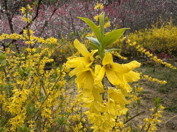 久喜の花桃　レンギョウアップ