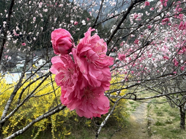 久喜の花桃　紅い花