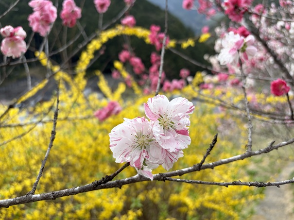 久喜の花桃　絞りの花