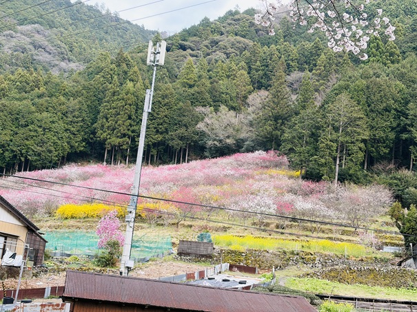 久喜の花桃　駐車場から