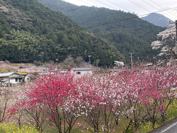 久喜の花桃　公民館前の花桃