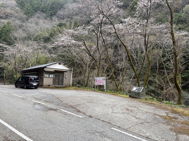上久喜の花桃　駐車場