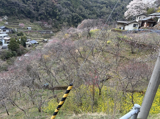 上久喜の花桃　まだ先