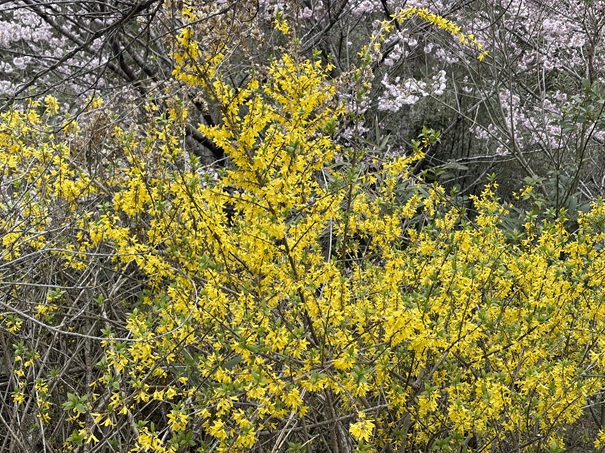 上久喜の花桃　レンギョウ